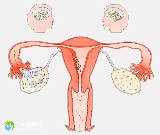 停经五年做试管成功几率有多少？