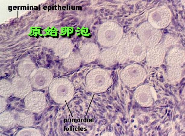 卵泡25x20还有希望吗